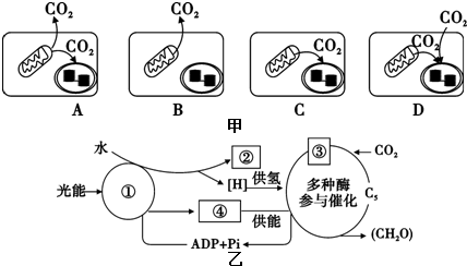 卡爾文循環(huán)是所有植物光合作用的基本途徑,大致可分為3個階.