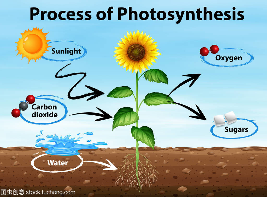 圖中顯示的光合作用過(guò)程