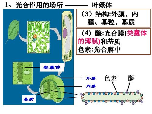 高一生物浙科版必修一 第三章 第五節 光合作用 隨堂課件 共42張ppt