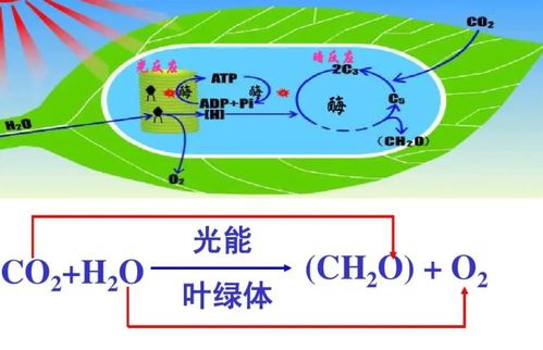 光合作用反應式