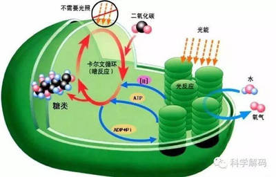 我國科學家破解光合作用結構，推動綠色能源與農業革新