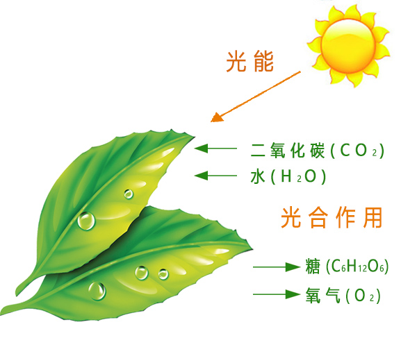 果樹光合作用最大化的關(guān)鍵因素與管理策略