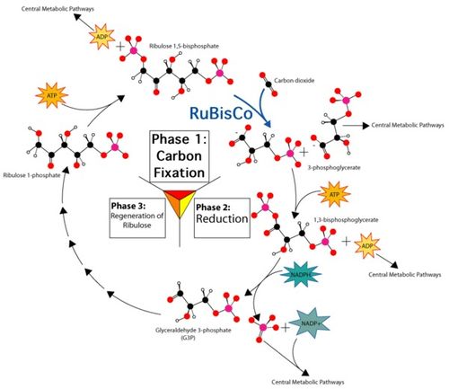 從蛋白質(zhì)合成到光合作用 生命能量的雙重奏