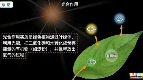 植物的生命之源 蒸騰作用與光合作用的協(xié)同交響
