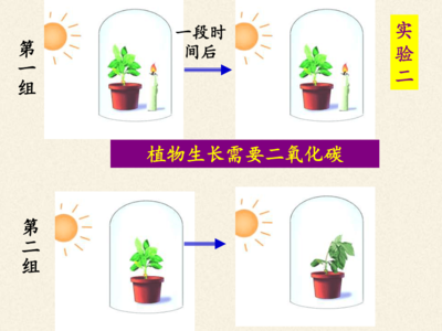 探索光合作用的奧秘 植物如何將陽(yáng)光轉(zhuǎn)化為能量